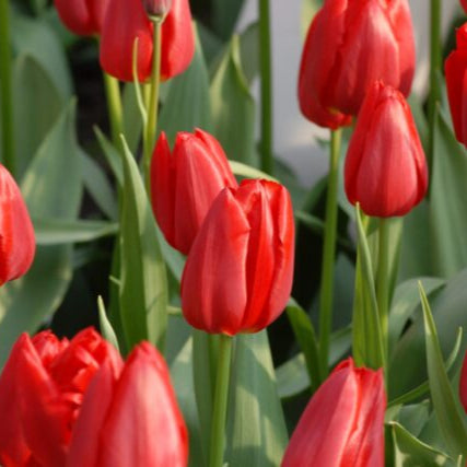 Tulip 'Red Proud' Bulbs