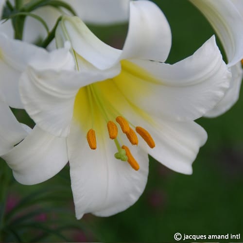 Lilium regale Album