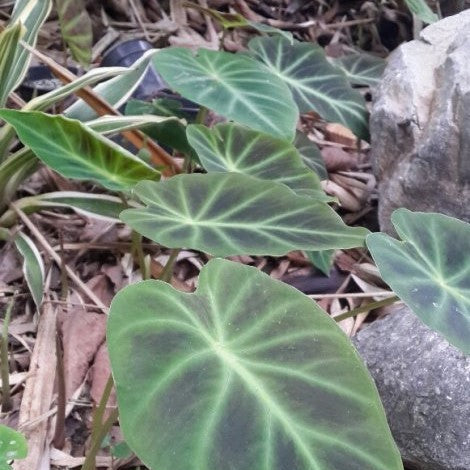 Buy Remusatia pumila Tubers online