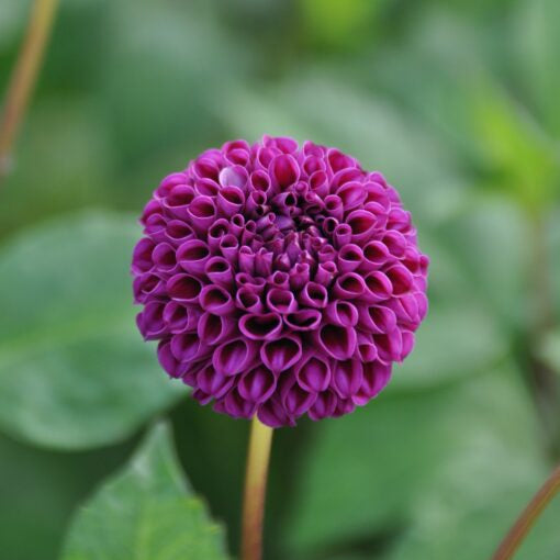 Dahlia 'Rocco'