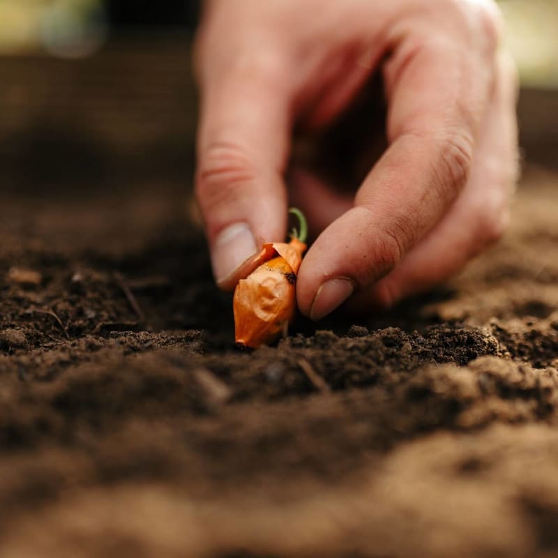 Rolawn Vegetable & Fruit Topsoil