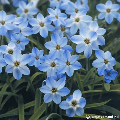 Ipheion 'Rolf Fiedler' Bulbs