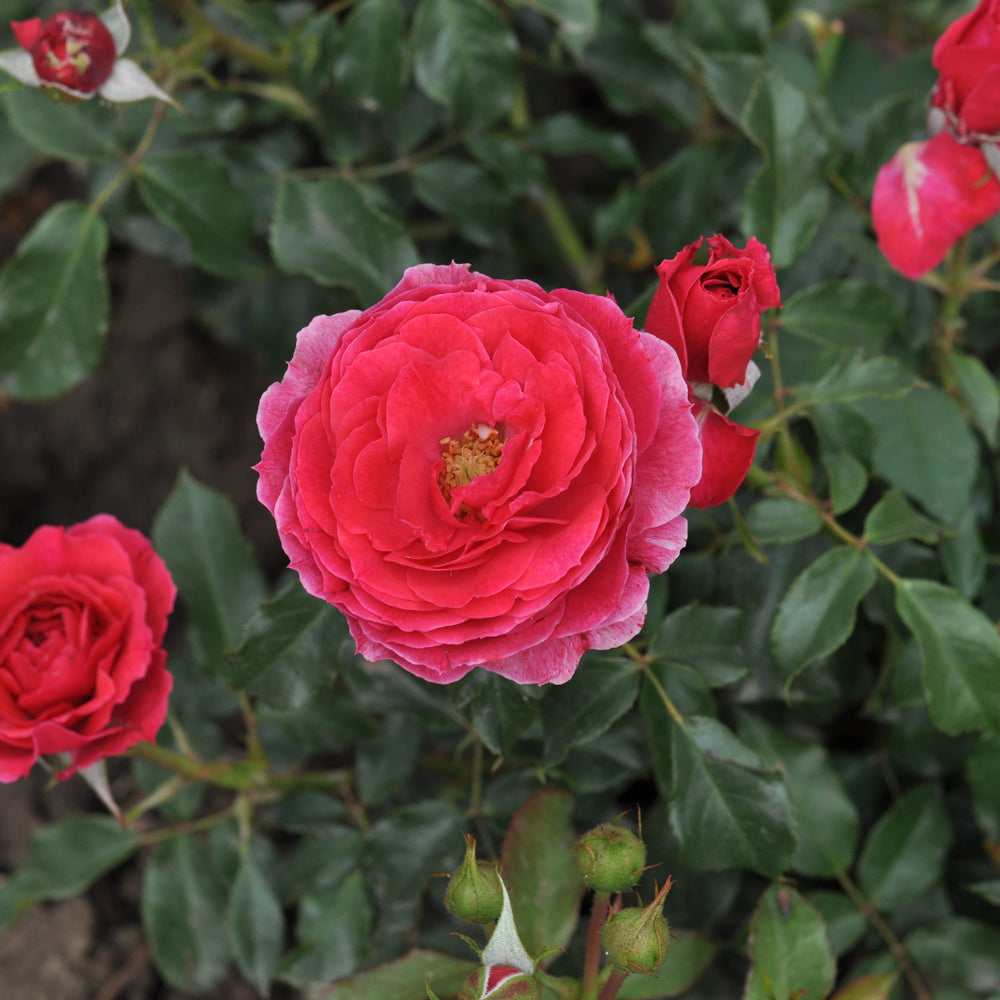 Rosa 'Dolce'