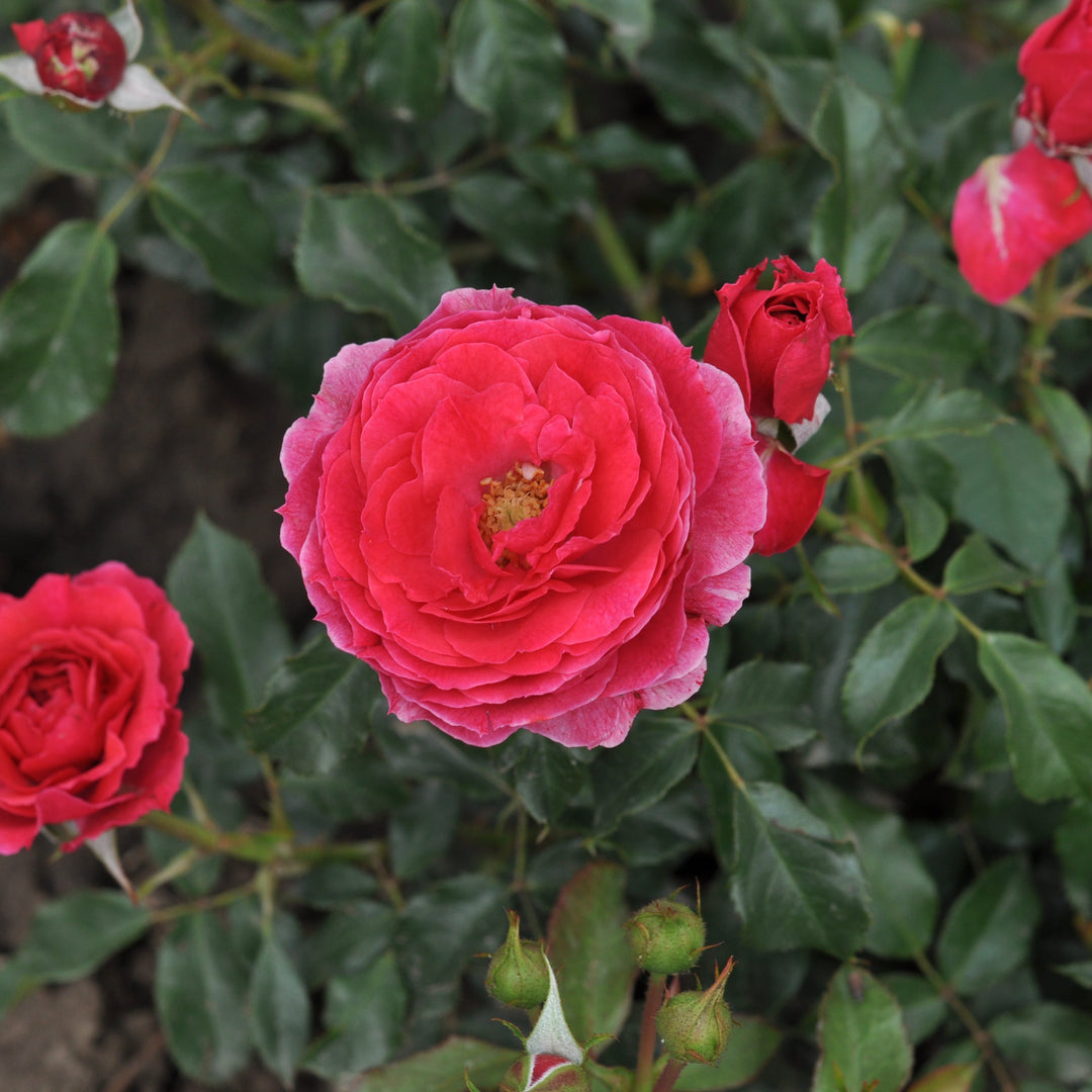Rosa 'Dolce'