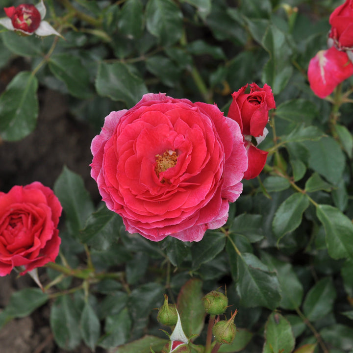 Rosa 'Dolce'