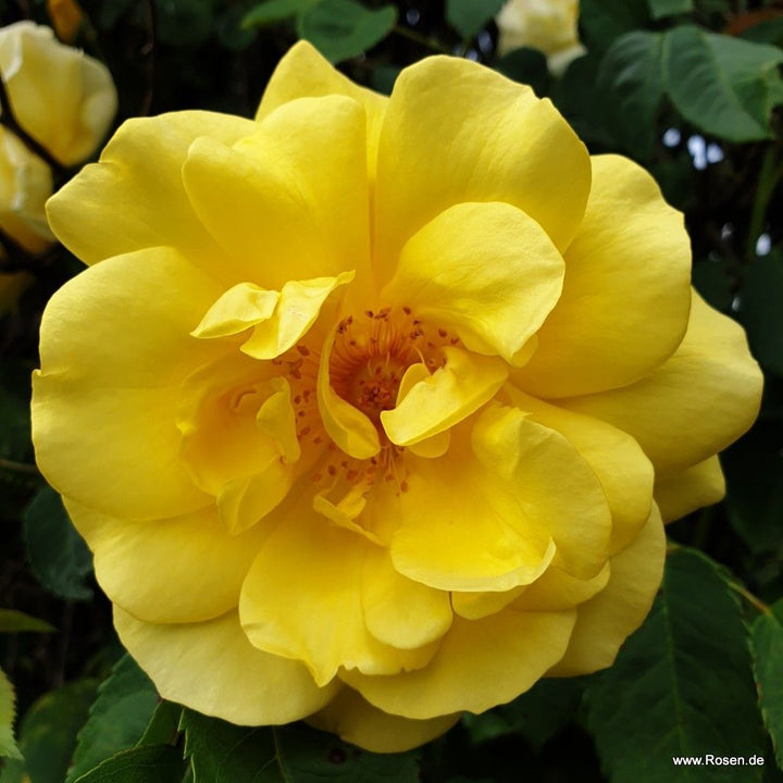 A Rosa 'Golden Gate' flower closup