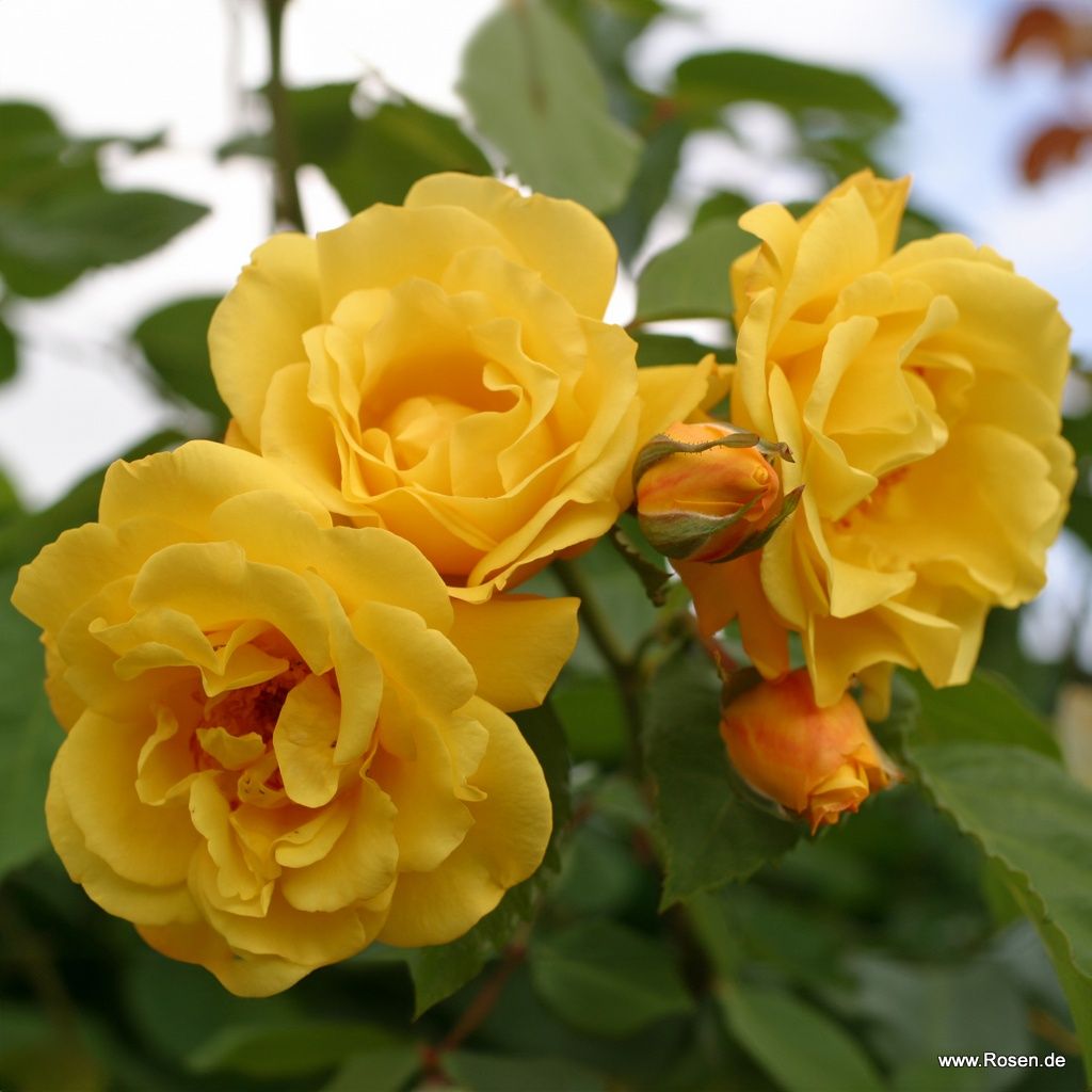 A cluster of Rosa 'Golden Gate' flowers