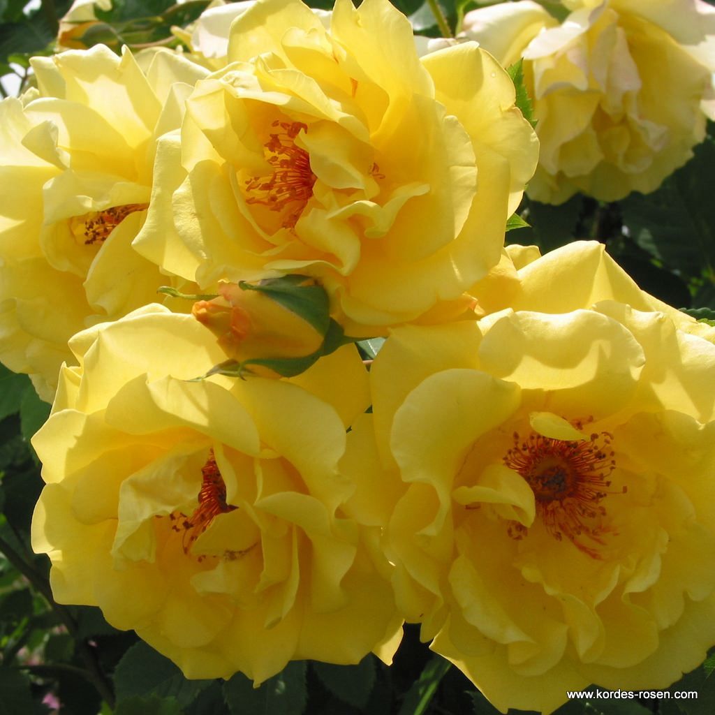 5 Rosa 'Golden Gate' flowers in the sun