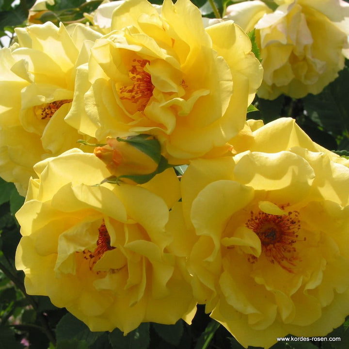 5 Rosa 'Golden Gate' flowers in the sun