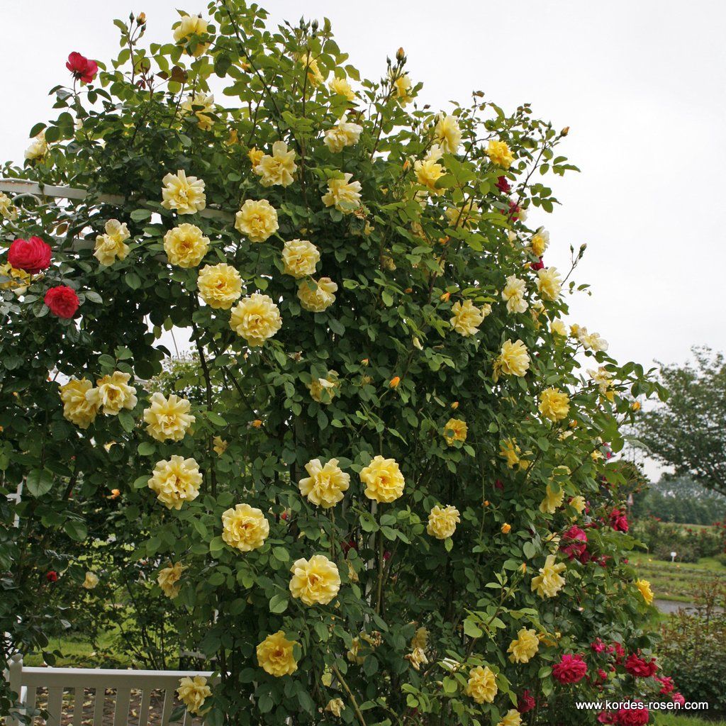 Rosa 'Golden Gate' growing over a garden arch
