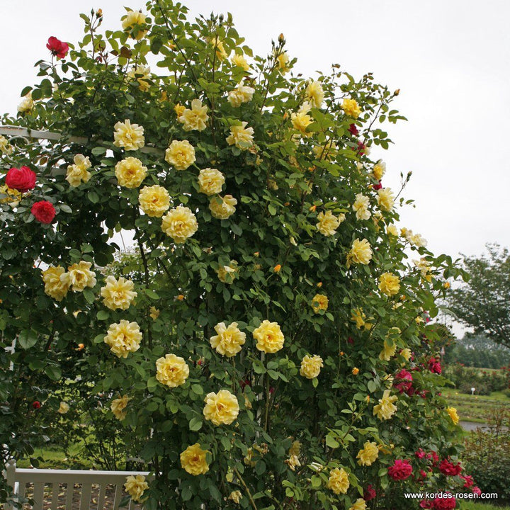 Rosa 'Golden Gate' growing over a garden arch
