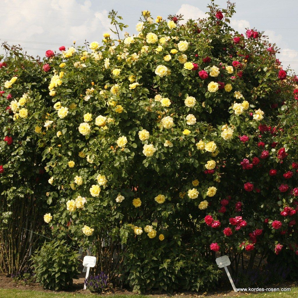 Rosa 'Golden Gate' fully grown and in bloom