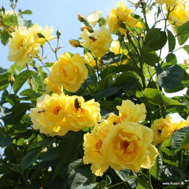 Rosa 'Golden Gate'  attracting pollinating insects