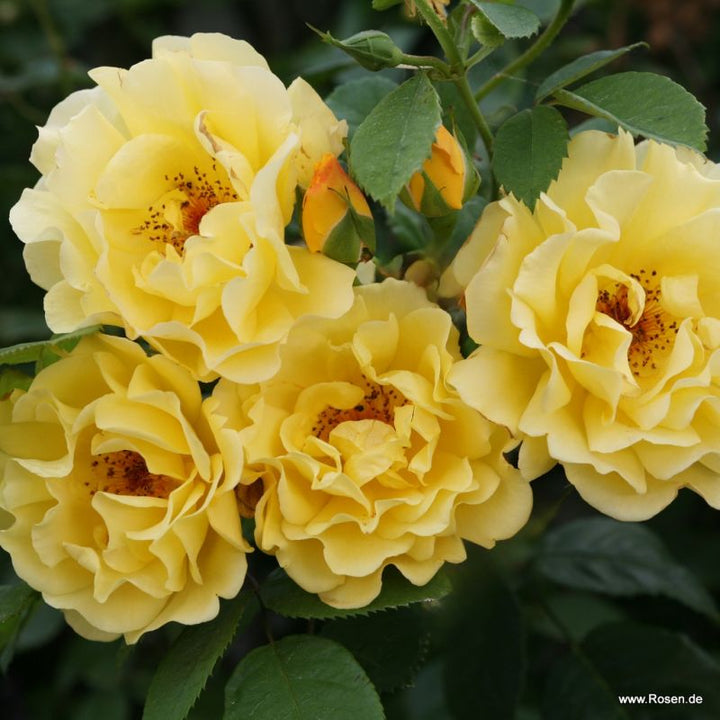 Rosa 'Golden Gate' flowers and leaves