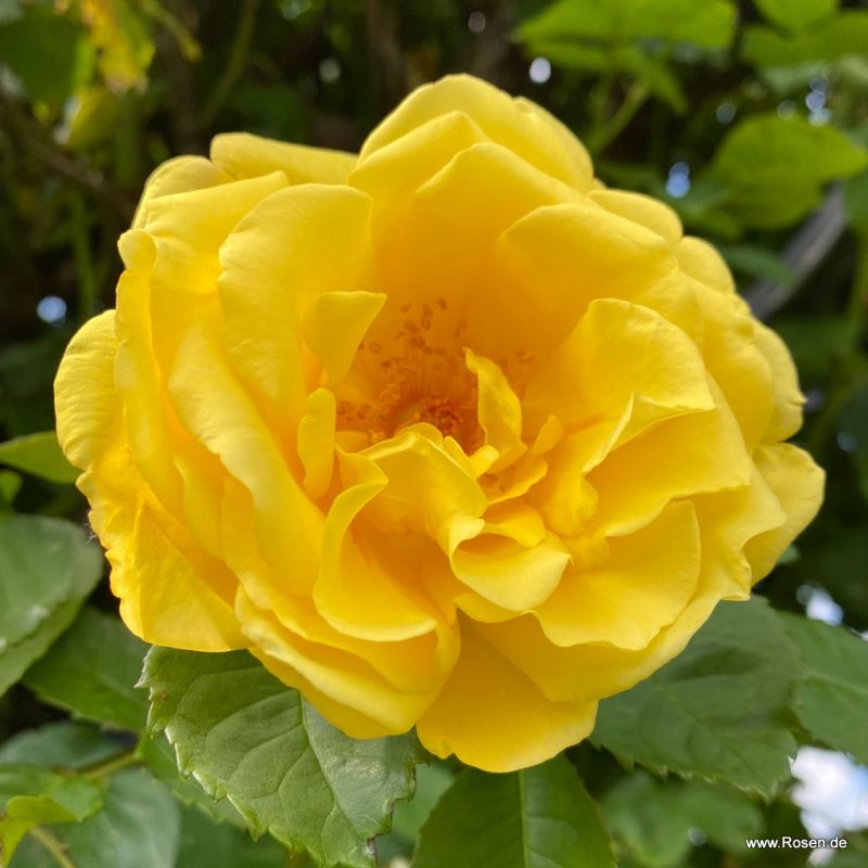 A single Rosa 'Golden Gate' flower sat on a bed of leaves