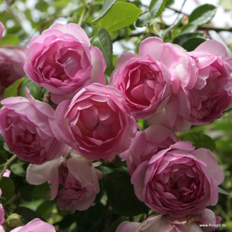 A cluster of Rosa 'Jasmina' flowers