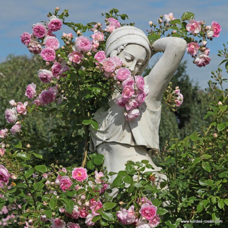Rosa 'Jasmina' growing over a statue
