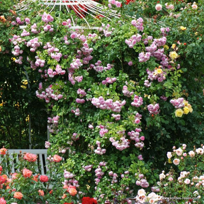 Rosa 'Jasmina' climbing up a wooden structure.