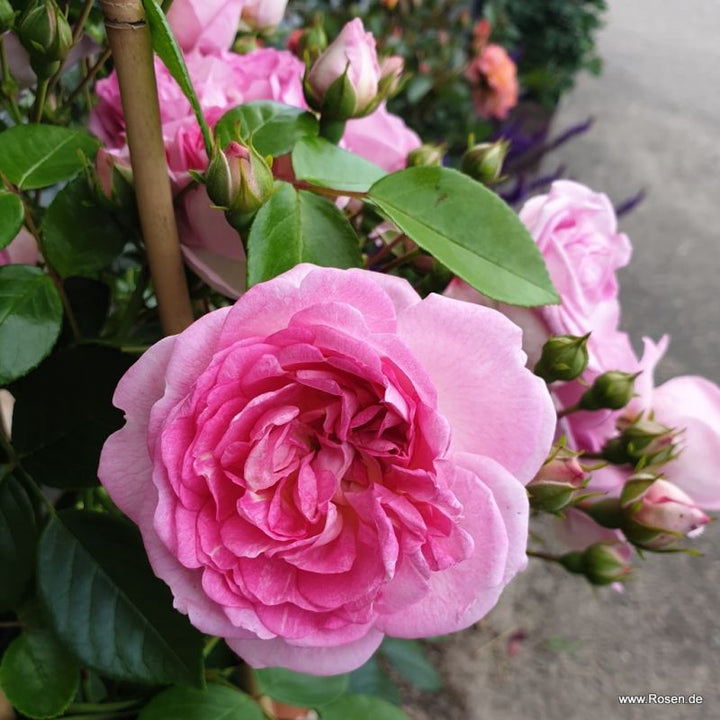A single Rosa 'Jasmina' in full bloom