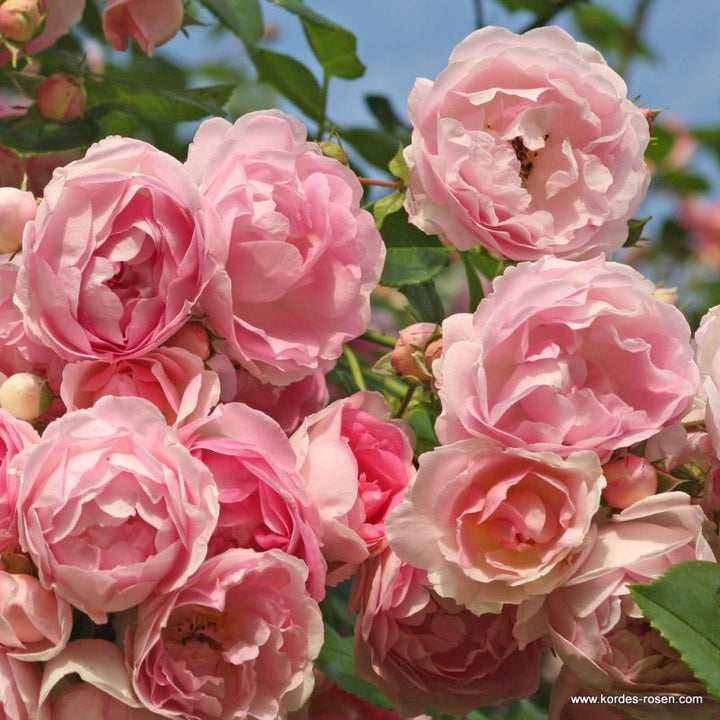 A large cluster of Rosa 'Jasmina' flowers