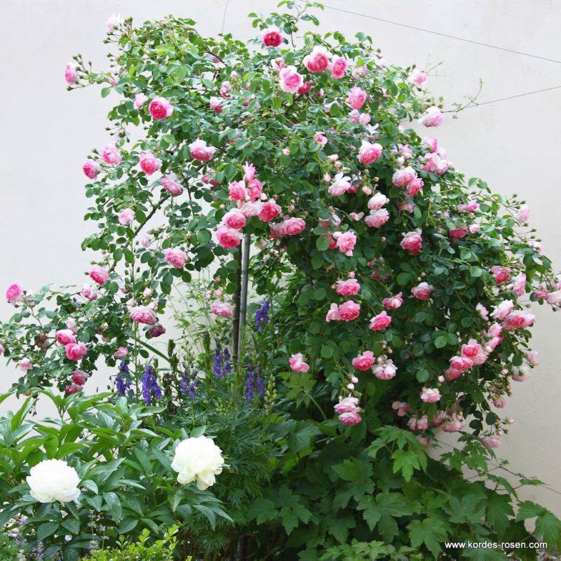 Rosa 'Jasmina' climbing up a training rod over a flower bed