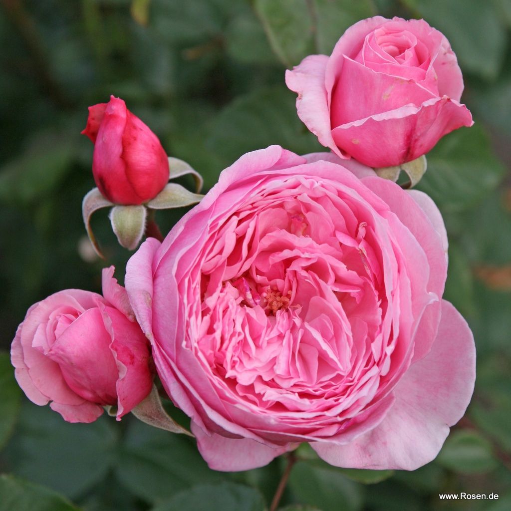Rosa 'Kiss Me Kate®' flowers in bloom