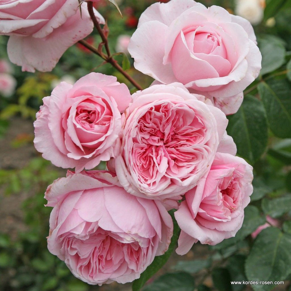 Rosa 'Kiss Me Kate®' pale pink flowers hanging from a vine