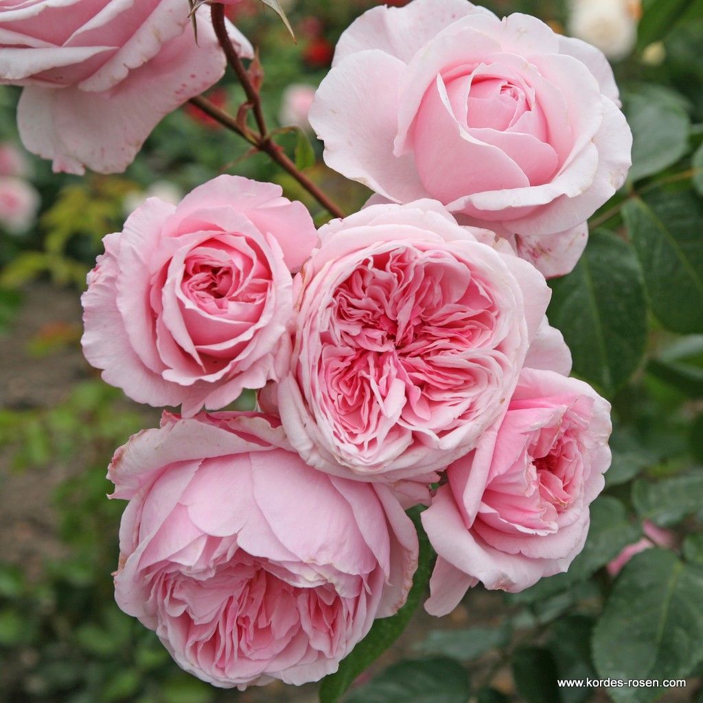 Rosa 'Kiss Me Kate®' pale pink flowers hanging from a vine
