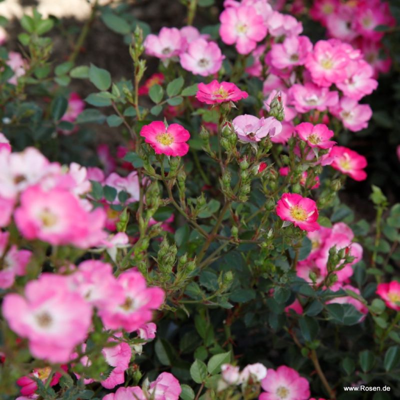 A small sprig of Rosa 'Lupo' flowers