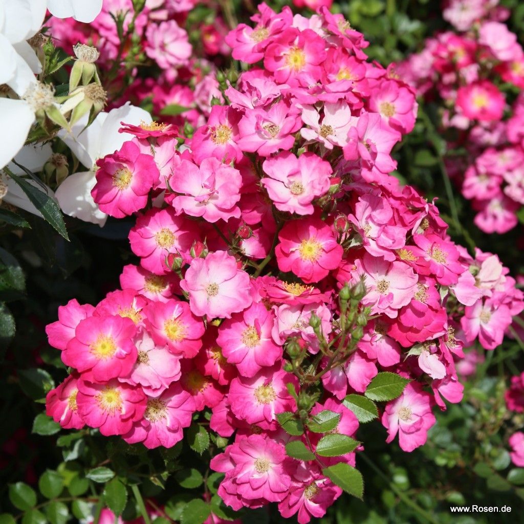 A bushel of Rosa 'Lupo' flowers