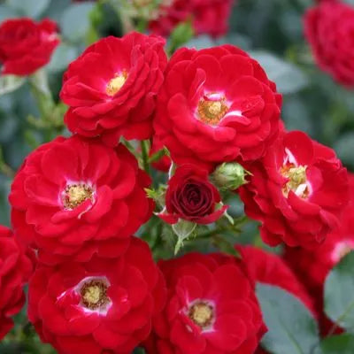 Rosa 'Mandy®' in bloom