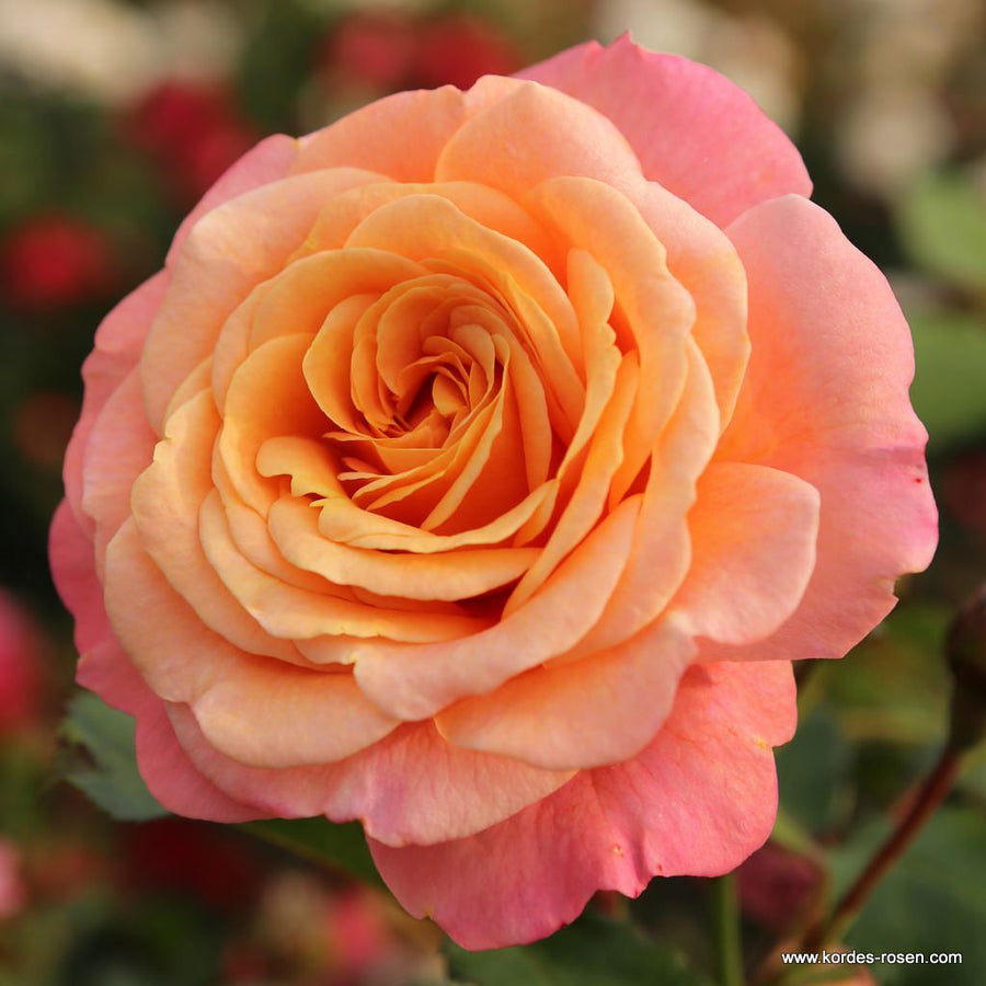 A closeup of a Rosa 'Peach Melba®' flower in bloom