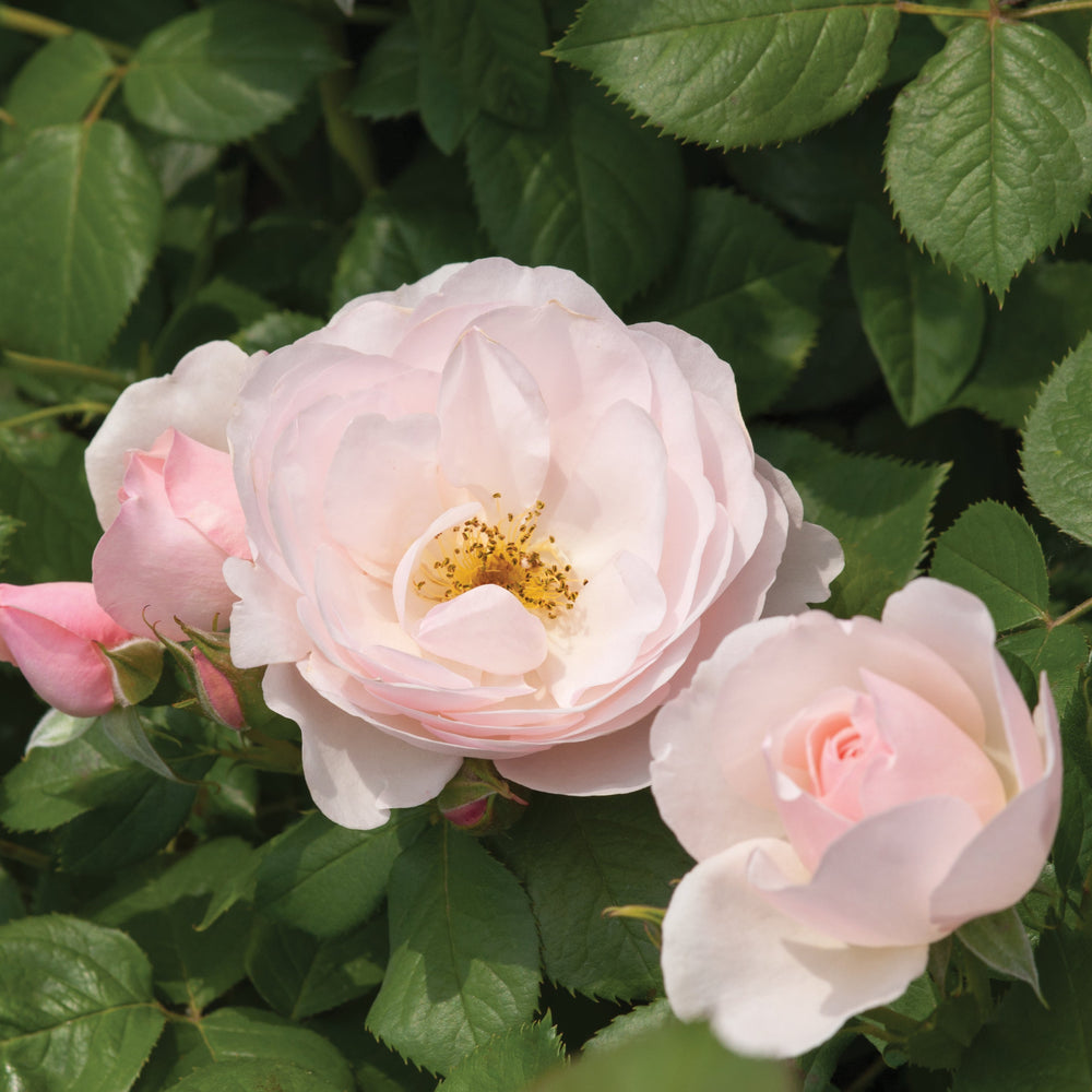 Rosa 'Pear' (Taste of Love - Edible Roses Collection)