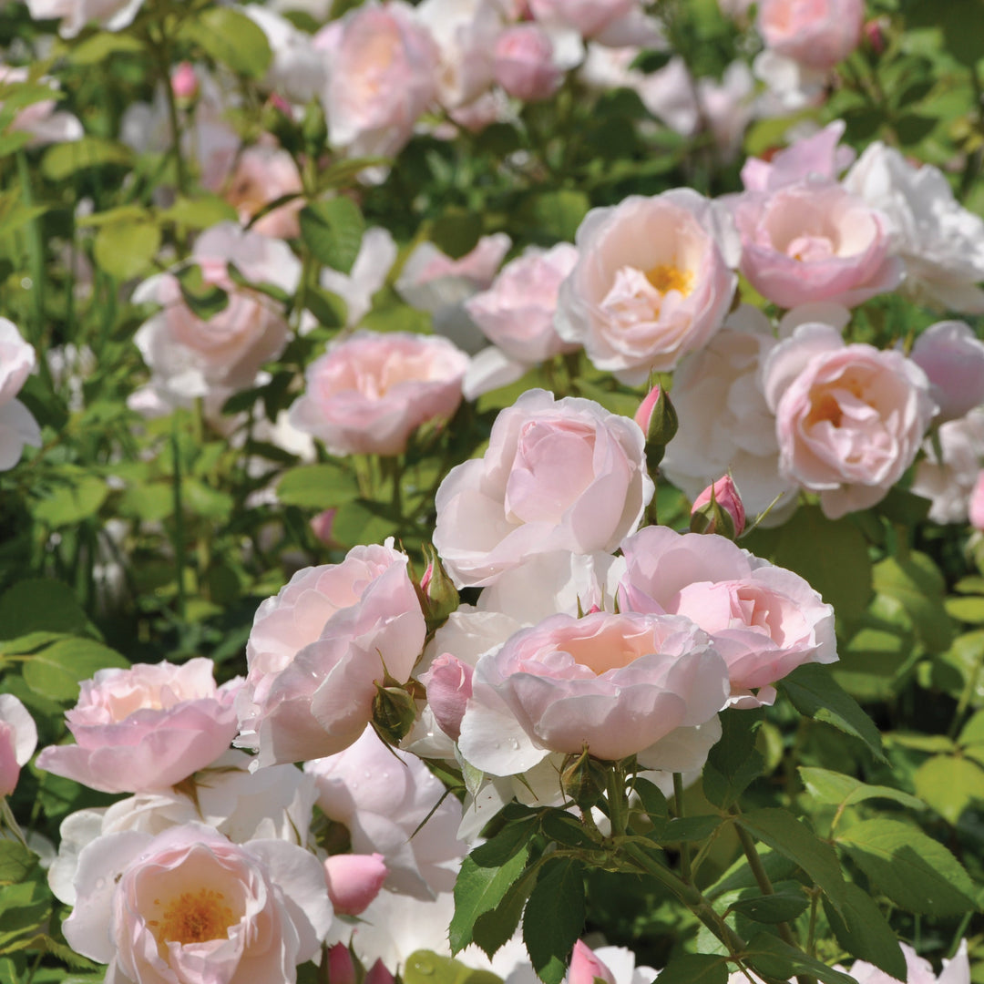 Rosa 'Pear' (Taste of Love - Edible Roses Collection)