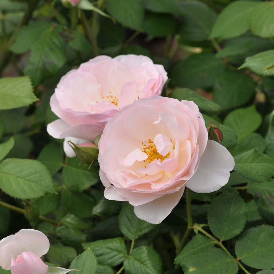 Rosa 'Pear' (Taste of Love - Edible Roses Collection)