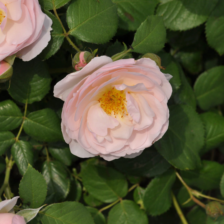 Rosa 'Pear' (Taste of Love - Edible Roses Collection)