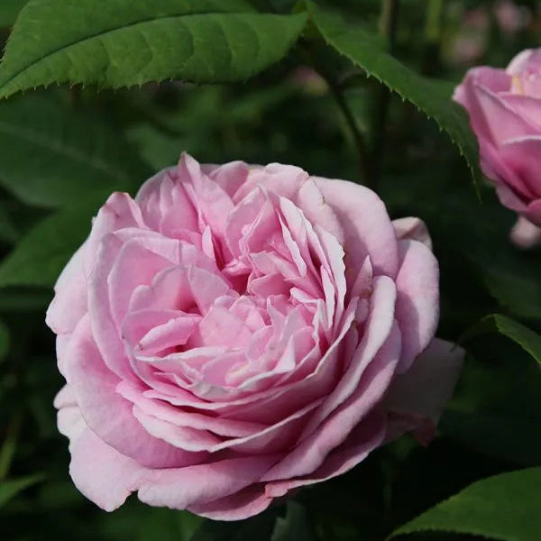 Rosa 'Porceline Parfuma®' bloom lit from above