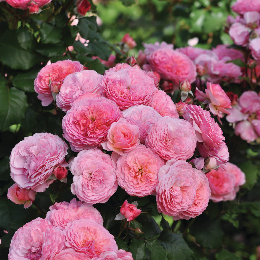 Rosa 'Theo Clevers' (Edible Rose Collection)