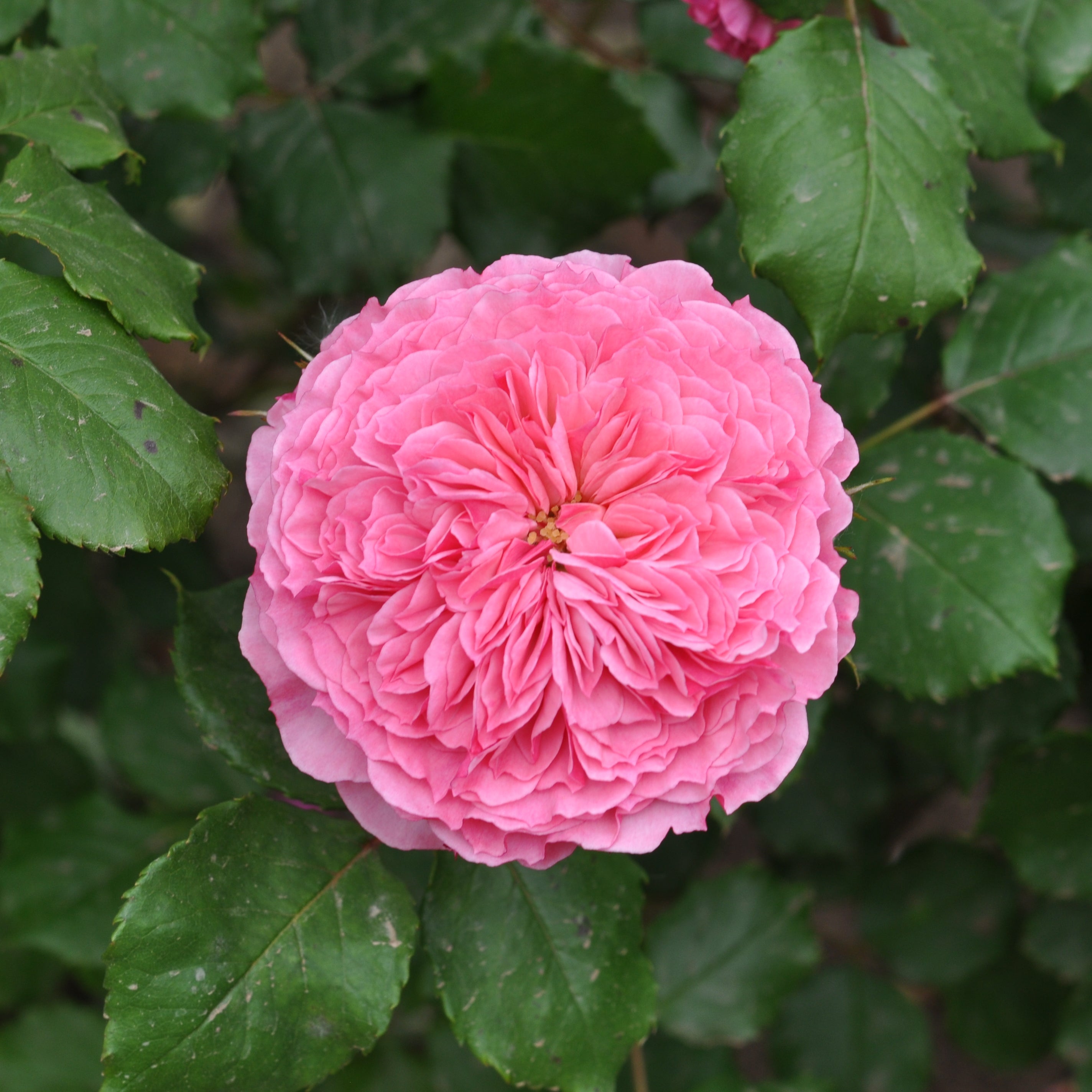 Rosa 'Theo Clevers' (Taste of Love - Edible Rose Collection