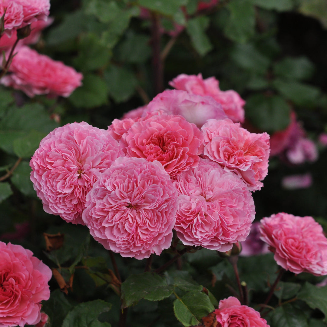 Rosa 'Theo Clevers' (Edible Rose Collection)