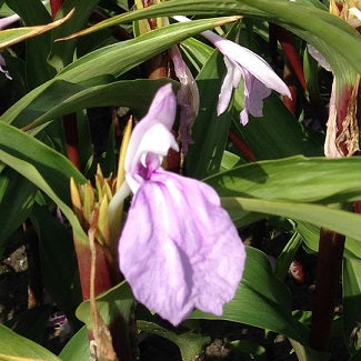 Roscoea purpurea 'Cinnamon Stick'