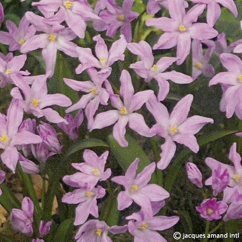 Chionodoxa Luciliae Rose Queen