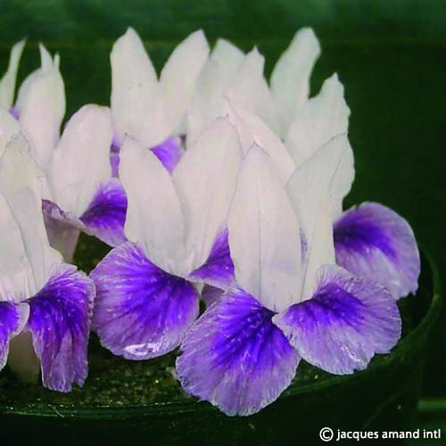 Buy Kaempferia rotunda (Asian Ginger) Rhizomes online