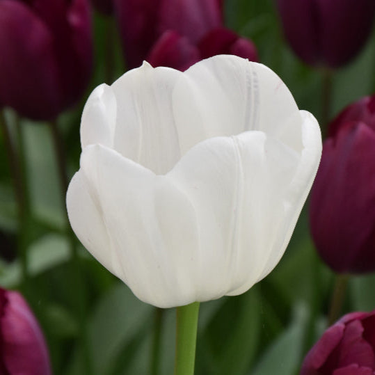 Buy Tulipa 'Royal Virgin' Bulbs online UK
