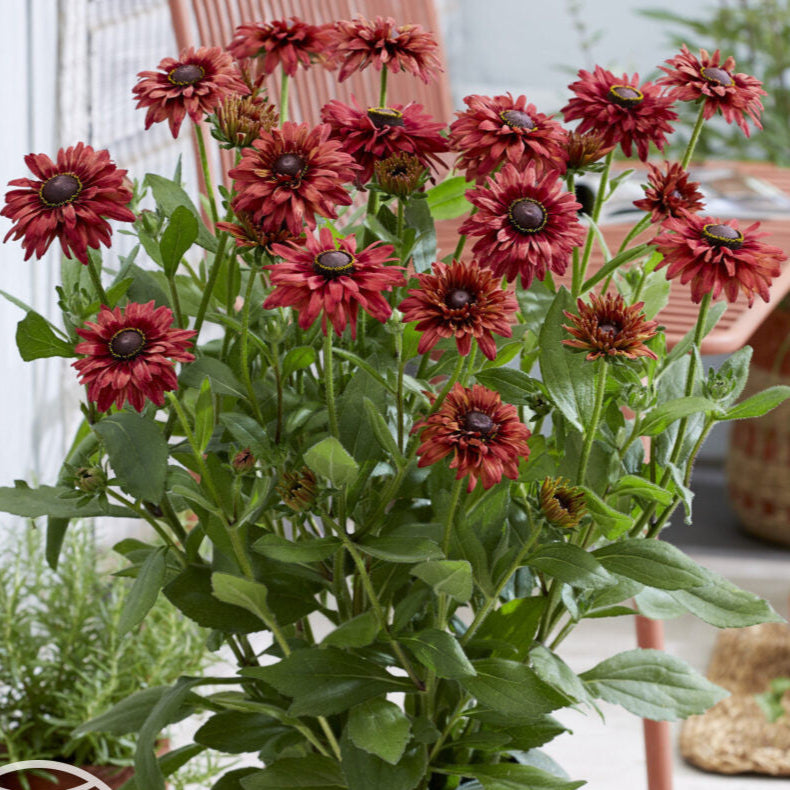 Rudbeckia hirta 'Enchanted Ruby Crush' (Enchanted Series)