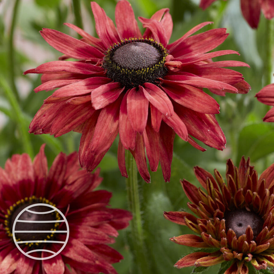 Rudbeckia hirta 'Enchanted Ruby Crush' (Enchanted Series)