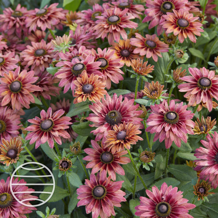 Rudbeckia hirta 'Enchanted Ruby Crush' (Enchanted Series)