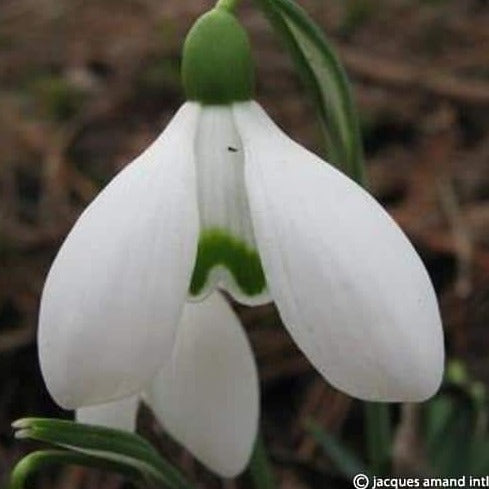 Galanthus 'S. Arnott'