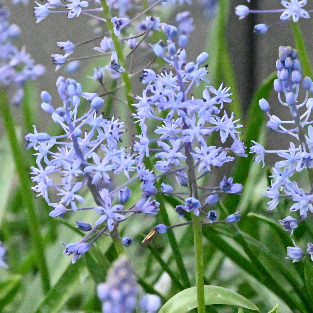 Scilla persica Bulbs | Pale Blue Spring Squill