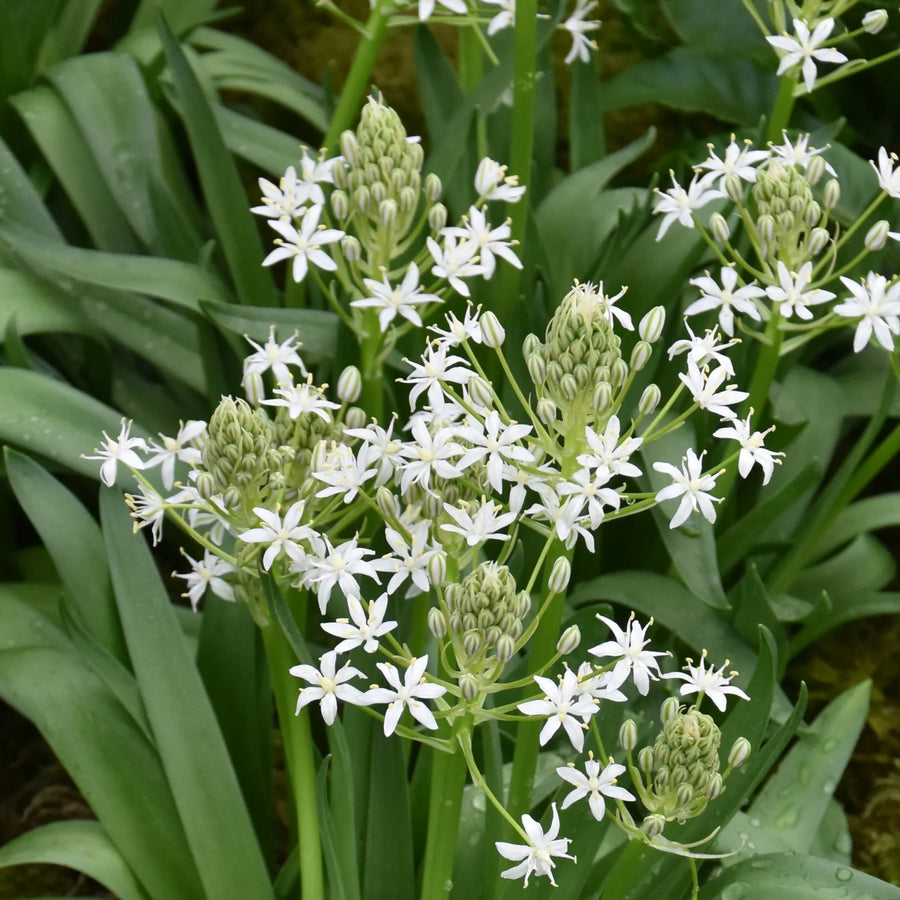 Scilla peruviana 'White Moon' Bulbs | White Portuguese Squill